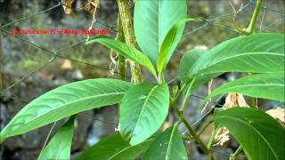 Medicinal Plant  Adhatoda beddome  Vasaka  Adalodakam  Malabar Nut  Justicia adhatoda [upl. by Elyod]