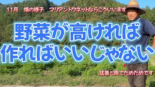 11月の畑の様子 野菜が高いのはそれ相当のベテラン 組織で収量が気候等により減ってしまうからです。 [upl. by Rowe759]