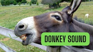 Donkey sound  what sound does a donkey make [upl. by Gievlos]