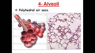 Histology of the respiratory tract Respiratory portion [upl. by Willtrude]