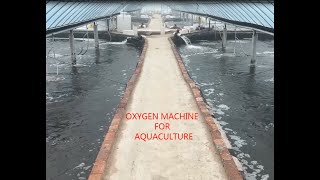 40L oxygen machine for aquaculture [upl. by Trish]