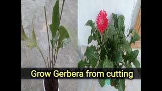 How to grow Gerbera from cutting [upl. by Andrus]