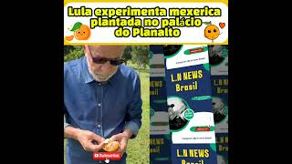 Lula experimenta mexerica plantada no palácio do Planalto lnnewsbrasil lulaohomemdopovo [upl. by Skcirdnek75]