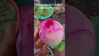 New varieties floweredlotus garden flower plants lotusgarden trending viralvideo shorts [upl. by Gilberte586]