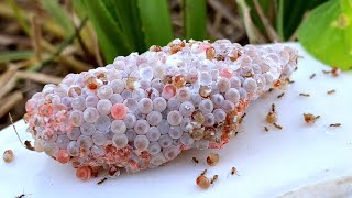 Invasive snail eggs crushed  Apple snail Eggs ASMR 🐌28 [upl. by Halet]