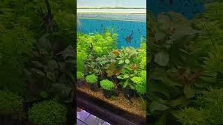 Planted aquarium 🦈🐬 fish aquarium turtle fishtank snake fishing petsman petfish singifish [upl. by Aienahs]