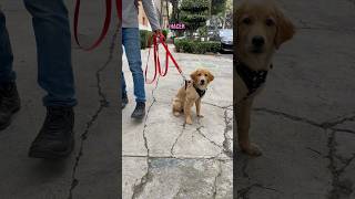 Mi primer paseo al parque pets goldenretreiver [upl. by Mart697]