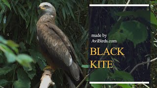 Black Kite Milvus Migrans [upl. by Fulbright702]