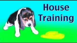 House training a puppy or rescue dog [upl. by Romney532]