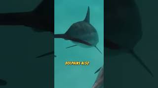 Thats Why Sharks Are Afraid Of Dolphins sharks dolphin [upl. by Gustafsson223]