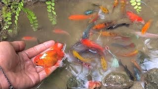 Find colorful ornamental fish koi fish goldfish catfish snakehead fish betta fish lobster [upl. by Garmaise]