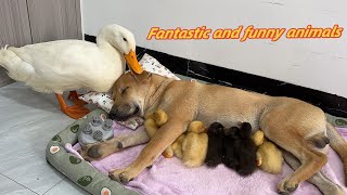 I laughed so hard😂The dog took the duckling on a tripmother duck regained custody of the duckling [upl. by Enaled958]