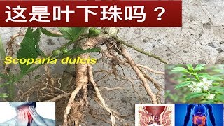 野甘草的功效与作用Scoparia dulcis Traditional uses Manfaat Scoparia dulcis [upl. by Matazzoni808]