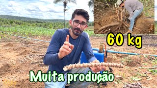 Não plante mandioca sem assistir esse vídeo grande produção [upl. by Orlando638]