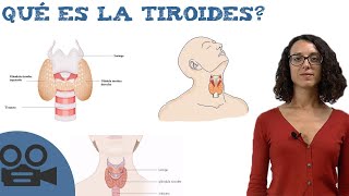 Qué es la tiroides [upl. by Inek]