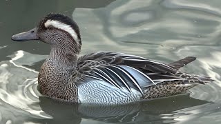 Garganey [upl. by Yrrum]