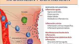 Inflamación y Cicatrización 1 de 2 [upl. by Marje]