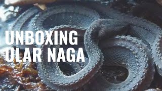 Unboxing Ular Naga  Xenodermus Javanicus [upl. by Yrellav]