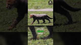 Aslanlar Çita Yavrularından Neden Korkar 🐆😱🦁 [upl. by Ssilem]