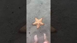 Couldn’t believe it was real 🥹 starfish underthebridge florida snorkeling scuba seacreatures [upl. by Pooley260]