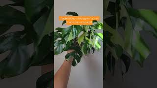 rhaphidophoratetrasperma mini monstera variegated minimonsteravariegated rareplants [upl. by Iolenta]