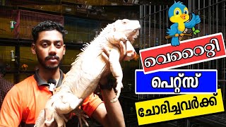 ഇഗ്വാന ഹാംസ്റ്റർ ഒപ്പം പ്രാവുകൾ കോന്യൂറുകൾ അടക്കമുള്ള അലങ്കാര പക്ഷികളും  variety pets malayalam [upl. by Olzsal]