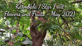 Karmbala  Star Fruit  Carambola Flowers  May 2021  Gardening in Mangalore [upl. by Akcimahs]