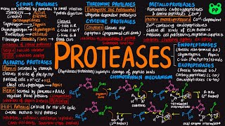 Proteases  Enzymes 02  Biochemistry  PP Notes [upl. by Cyma165]