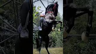 Stallion bharat ratan marwadihorses marwadistallion viralvideos trending shortsfeed [upl. by Gloria59]