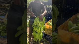 Vkc Rjt picking part 14  Banana lodging youtubeshorts shorts viralshorts [upl. by Enoryt]