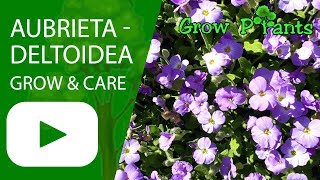 Aubrieta deltoidea  grow amp care [upl. by Ashraf745]