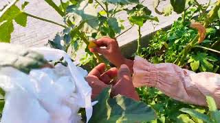 HOW TO GET RID OF MEALYBUGS easy way with Zero Percentage chemical usage by Aamina [upl. by Anyk509]