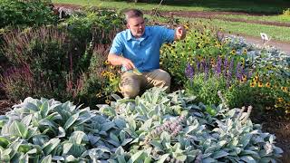 Lambs ear Stachys byzantina  Plant Identification [upl. by Stalker]