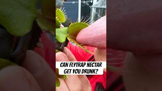 Can Flytrap Nectar Make You Drunk [upl. by Rahr]