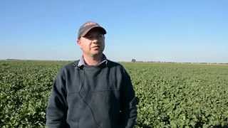 Growing longseason canola with Bruce McLean [upl. by Ipoillak]