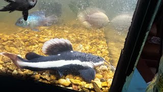 Red tail catfish grows update and fish room tour RedTailCatfish PredatoryFish ￼ [upl. by Falconer]