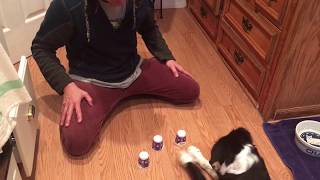 Border Collie Luna Plays The Cup Game [upl. by Babbie]