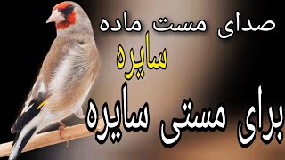 صدای مست ماده سایره برای مستی سایره پیت پیتک Only for your gold finch mp3 singing  for male bird [upl. by Varuag]