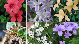 How to grow Barleria Cristataphilipine violetDecember flower 🤷 Amazing winter flowers plants [upl. by Oaks]