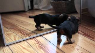 Mini Dachshund  Sausage Dog Puppy in front of mirror  Zwergrauhaardackel quotEmmaquot  Spiegel [upl. by Ettennor]