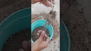 Kalanchoe pinnata پتہر چحٹا  phatar chatta reporting or pups sperate tips and tricks far plants [upl. by Artimas456]