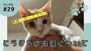 【保護猫】とら兄弟育児日記29とらきちの右目が悪化したため病院を受診してきました。保護猫 子猫 とら 兄弟ねこ ねこと暮らす [upl. by Einallem503]