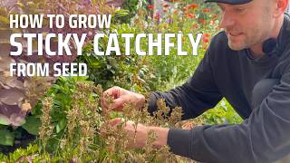 How to Collect Seeds amp Winter Sow Sticky Catchfly Viscaria vulgaris  Perennial Garden [upl. by Annaitsirhc]