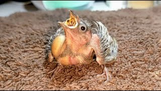 Hand Feeding 21 Day Old Silver Diamond Firetail Finch 20220829 [upl. by Neri]