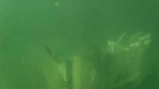 Fishiding habitat video after one week in lake 2 [upl. by Esilenna611]