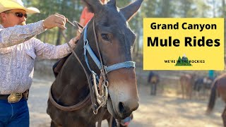 What to Know About Mule Rides at the Grand Canyon North amp South Rims Booking What to Expect [upl. by Helaine933]