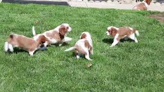 Cavalier Puppies For Sale [upl. by Marigolda]