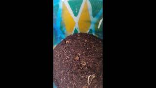 seeds speeda vanthathu ilama speeda germination aguraru😳😁😁😁😁😁 [upl. by Tterrab853]