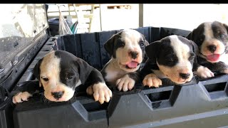 American Bulldog puppies update…1 available [upl. by Gnous423]