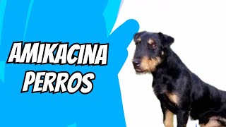 amikacina en perros [upl. by Gian755]